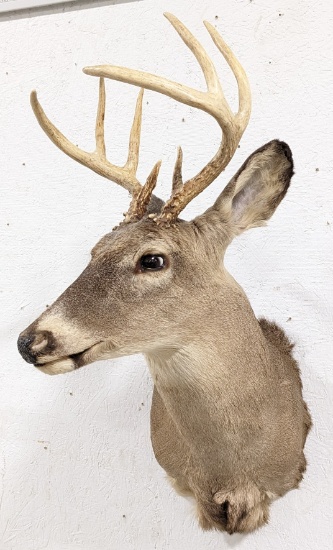 8-Point Whitetail Deer Shoulder Mount Taxidermy