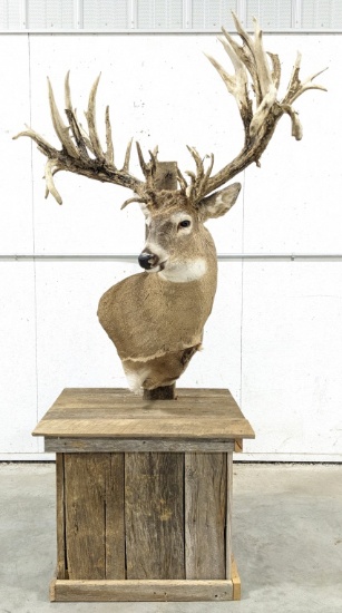 Non-Typical Whitetail Deer Shoulder Mount on Base