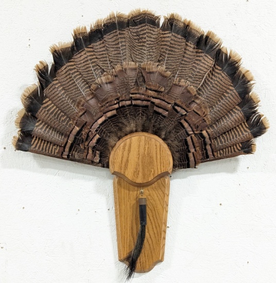29in Turkey Fan Display w/ Beard on Plaque