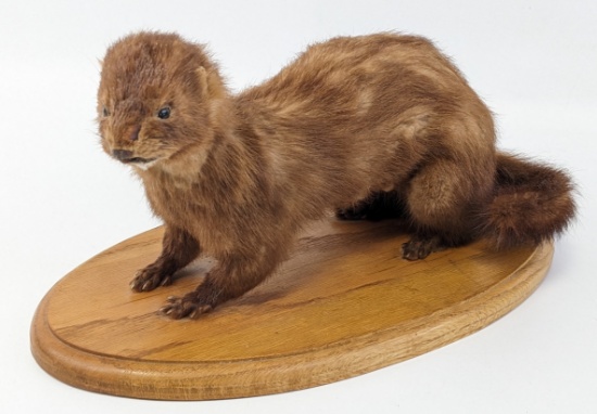 American Mink on Wooden Base