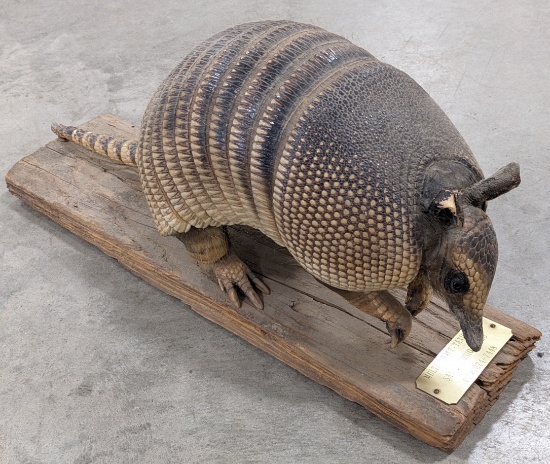 Vtg Armadillo Full Body Taxidermy Mount on Barnwood