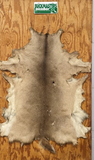Whitetail Deer Hide on Board