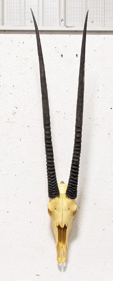 African Gemsbok Skull & Horn Mount