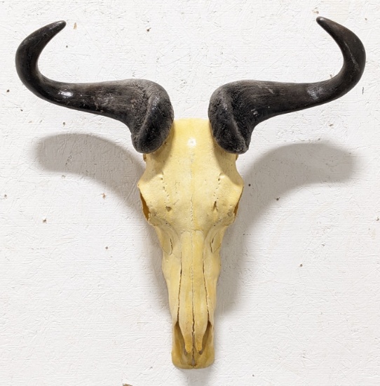 Blue Wildebeest Skull & Horn Mount