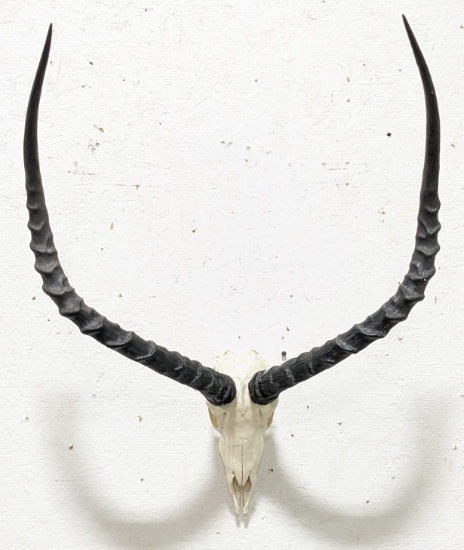 African Impala Skull & Horn Mount