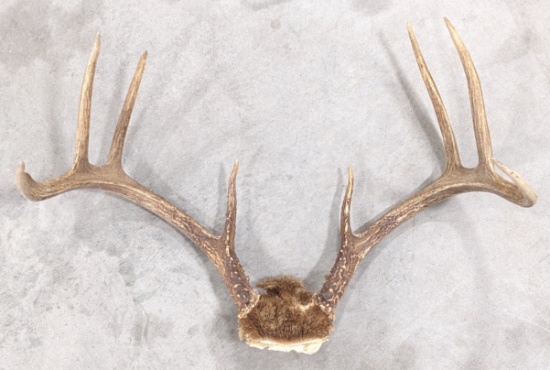 8-Point Whitetail Deer Skull Plate & Antler Mount