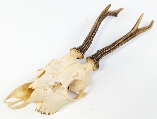 Roe Deer Upper Skull & Antler Mount