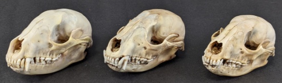 (3) Raccoon Skull