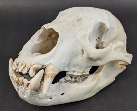 Bear Skull