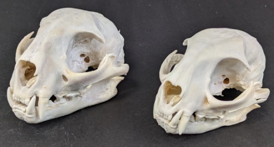 (2) Bobcat Skull