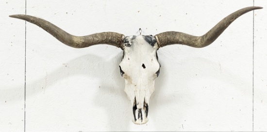 Rustic Steer Skull & Horns Mount