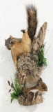 Two Red Squirrels in a Log Taxidermy Mount