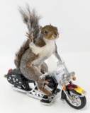 Biker Squirrel Full Body Taxidermy on Harley-Davidson