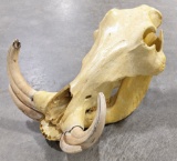 African Warthog Skull Mount w/ Tusks