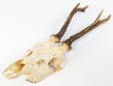 Roe Deer Upper Skull & Antler Mount