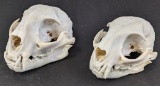 (2) Bobcat Skull
