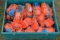 LandHonor Paladin Ratchet Tie Downs & Tool Box