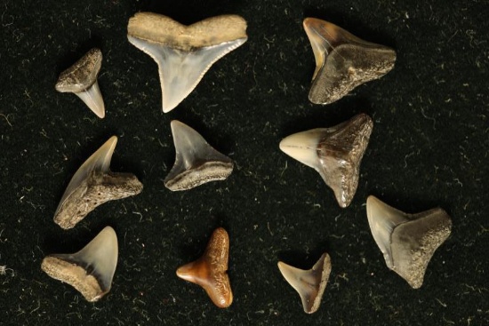 10 SHARKS TEETH FROM THE MIOCENE ERA FOUND