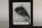 MEGALODON TOOTH 4