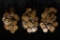147 ASSORTED LINCOLN WHEAT CENTS: 48-1911, MIXED