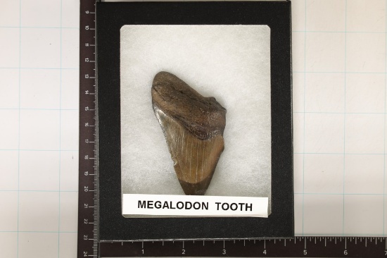 MEGALODON TOOTH 3" X 1.75" IN RIKER DISPALY BOX