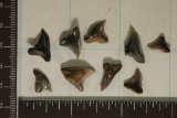 9-MIOCENE ERA SHARKS TEETH, MILLIONS OF YEARS