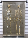 Froshe AJ Nystrom 11 Anatomical Chart Set