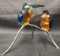 Swarovski Crystal Kingfishers Blue Turquoise Birds