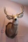 White Tail Deer Trophy Mount, 10-Point