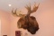 Bull Moose Trophy Mount