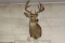 White Tail Deer Trophy Mount (Located in Shop)