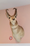 Prong Horn Antelope Trophy Mount