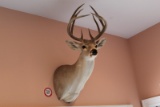 White Tail Deer Trophy Mount, 10-Point