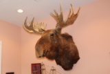Bull Moose Trophy Mount