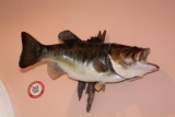 (2) Large Mouth Bass Trophy Mounts