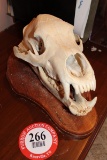 Grizzly Bear European Skull Mount