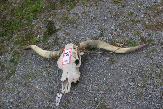 Longhorn Skull - Broken Horn
