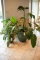 Qty. (1) Planter with live plants, Approx. 20