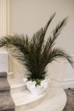 A pair (2)of Fiberglass planters with preserved palms, Approx. 12