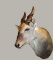 Eland, Shoulder Mount