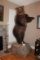 Brown Bear, Full Body Mount, Harvested in Russia