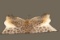Giraffe Pelt Rug