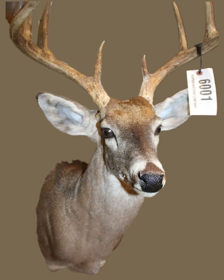 White Tail Deer Shoulder Mount, 10 Point
