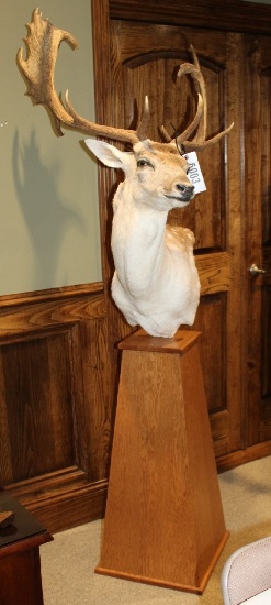 Fallow Deer, Pedestal Mount