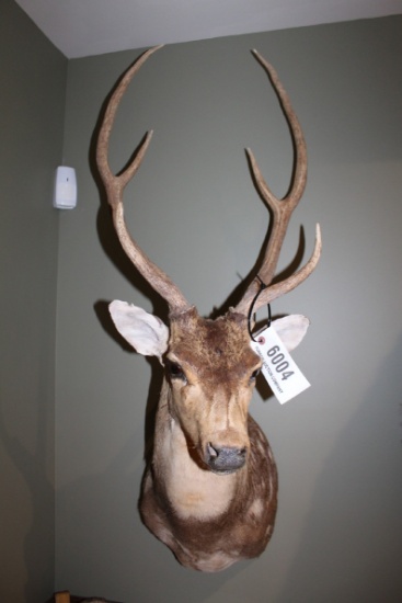 Axis Deer, Shoulder Mount, 6 Point