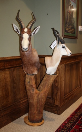 Dual Mount, Springbok & Blesbok, Pedestal Mount