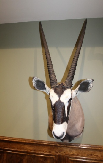 Oryx, Shoulder Mount