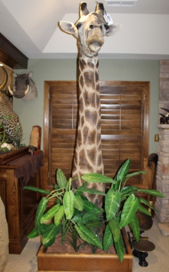 Giraffe, Pedestal Mount