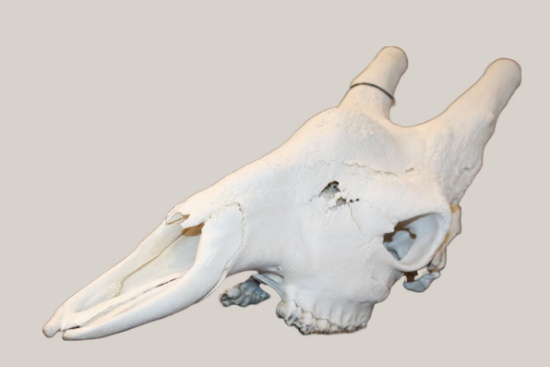 Giraffe Skull, Unmounted, No Jaw Bone