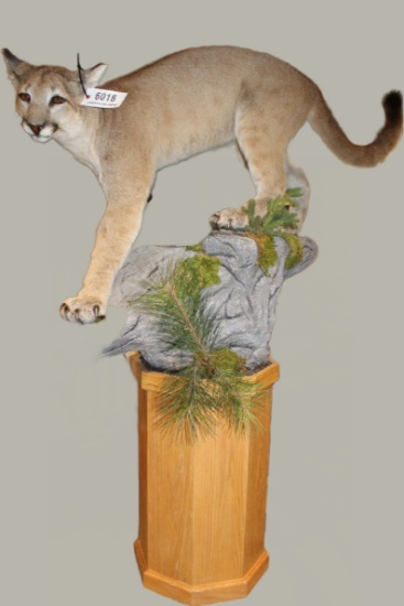 Full Body Mountain Lion, Pedestal Mount